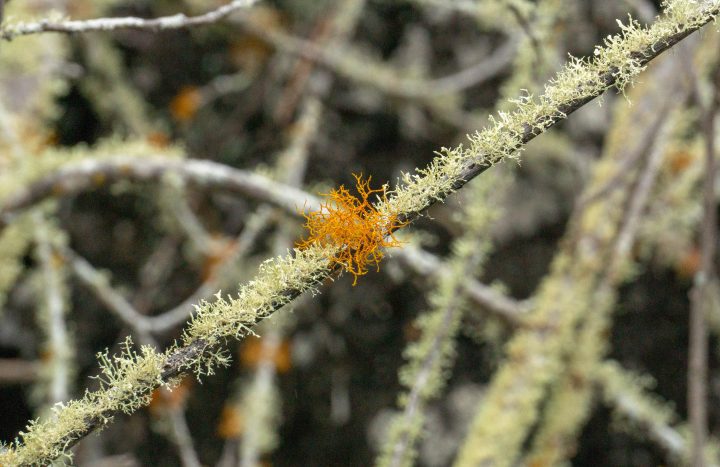 pale green and deep yellow lichen grow on a long thin branch