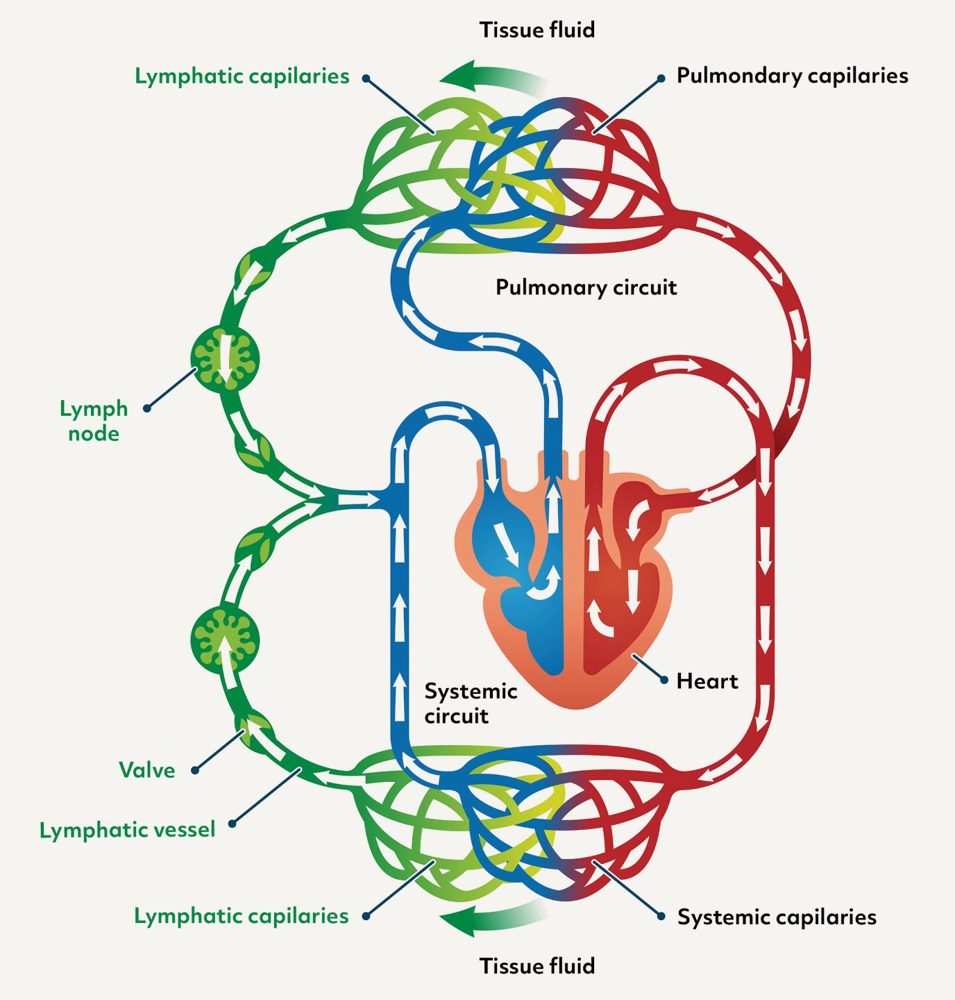 Circulatory and Lymphatic Systems