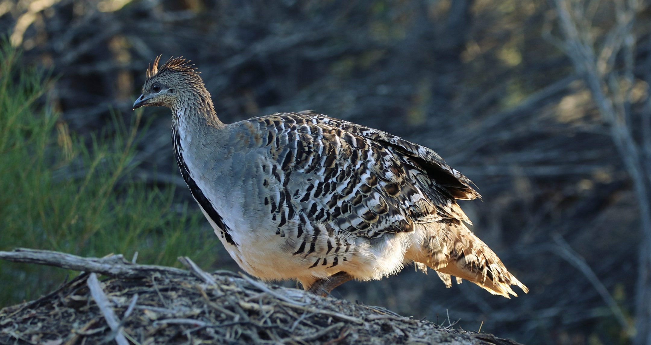 brown white and black fowl bird stands on top of pike of sticks against a natural forest background