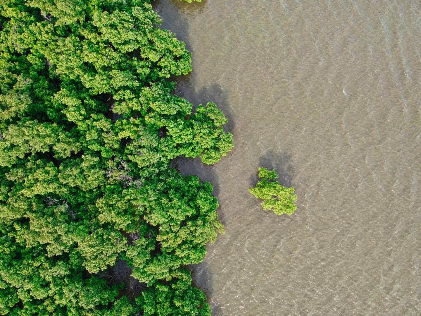 aerial view of a green coastal mangrove forest next to clear water with sand beneath