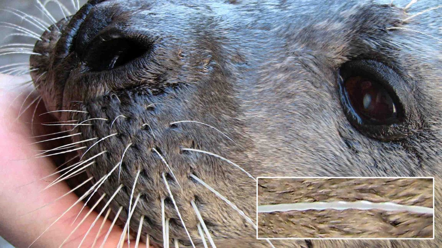 The face of a harbor seal is accompanied by a closeup view of a single whisker