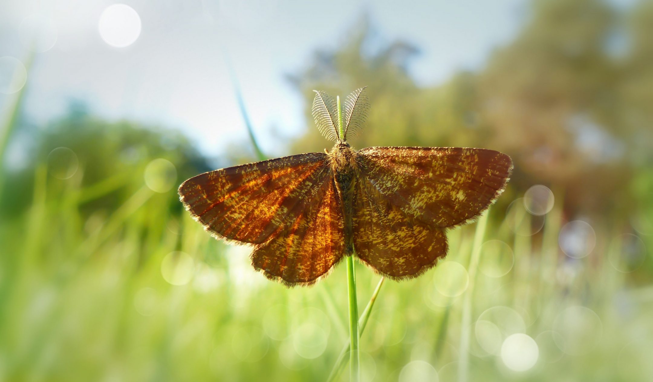 a brown moth with large antennae sits on a grass stem against a grassy background and blue sky