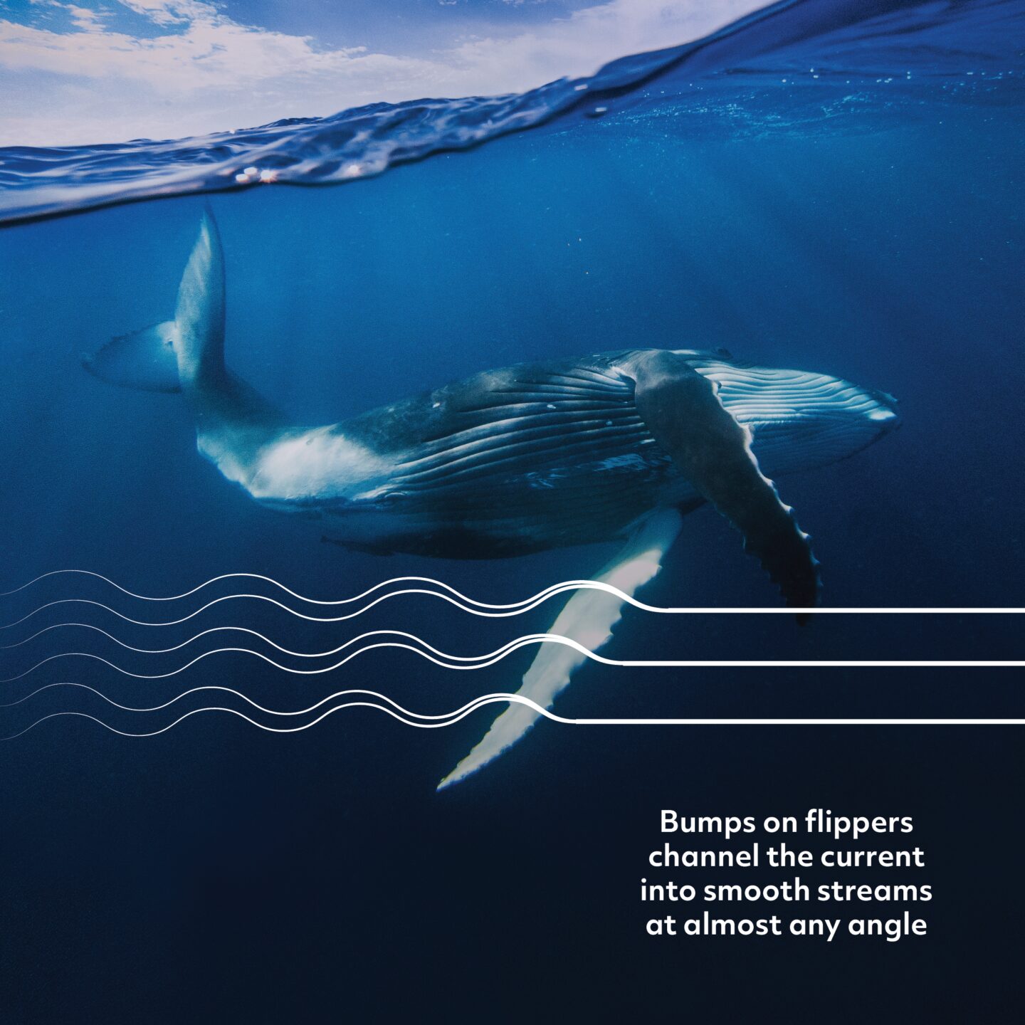 side view of a humpback whale with white lines tracing the path of water over the flipper