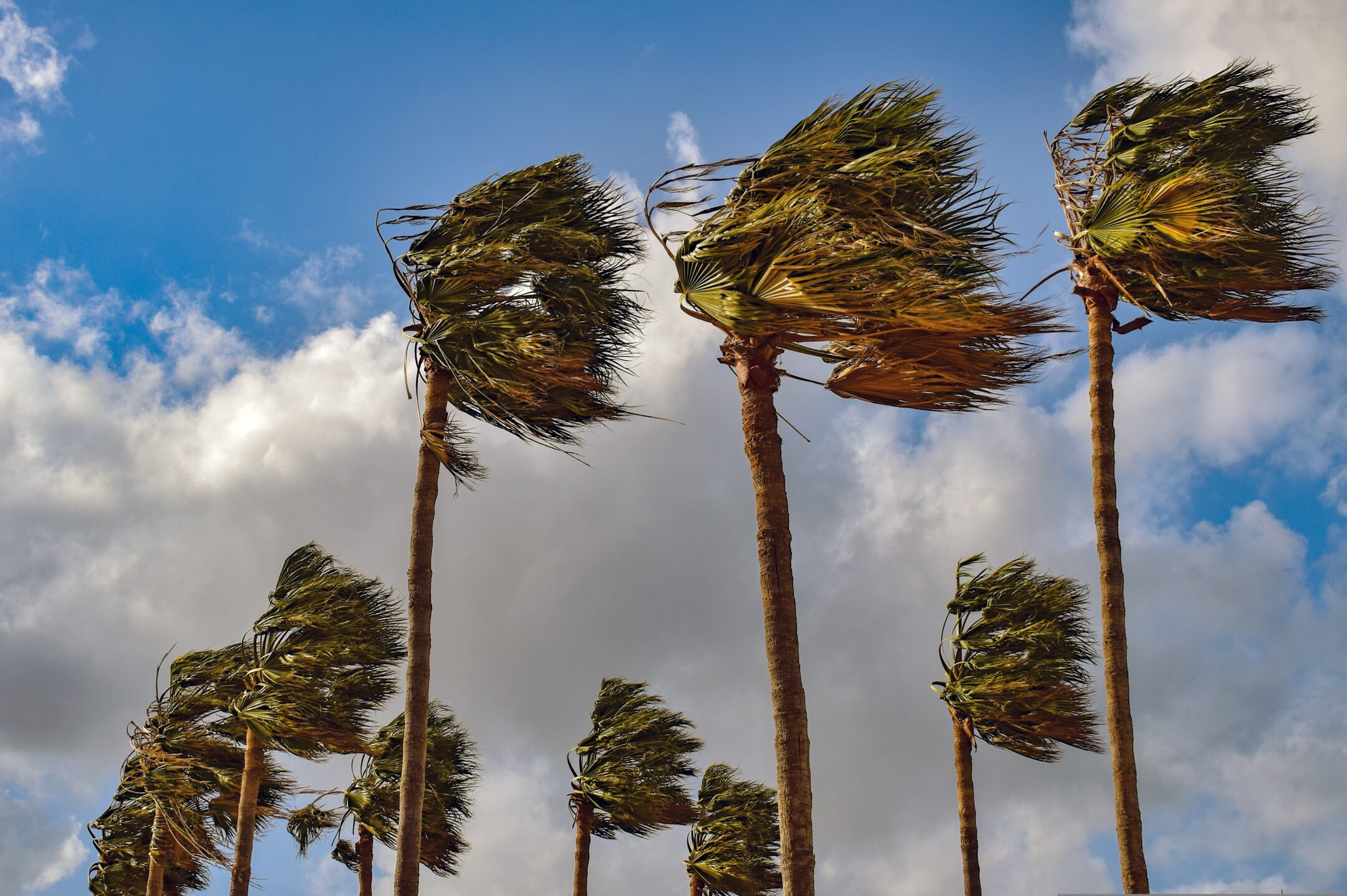 Palm trees showing crown reshaping in the wind.