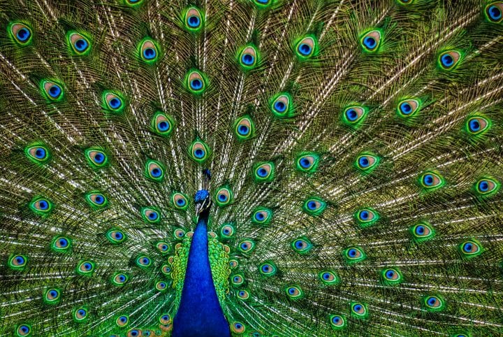 male peacock displays his tail feathers