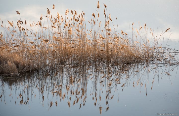 reeds growing in water