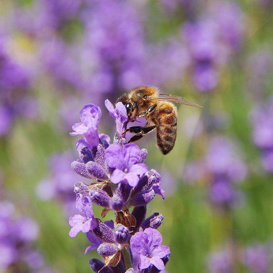 Honey bee (Apis mellifera) collecting pollen