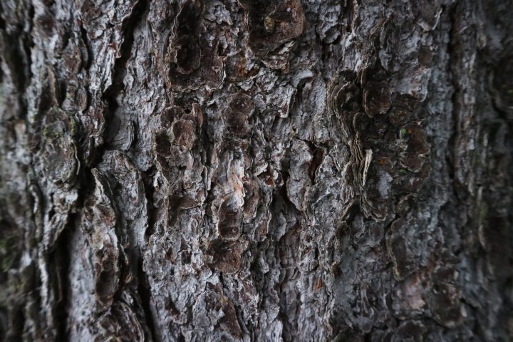 moody close up image of pine tree bark