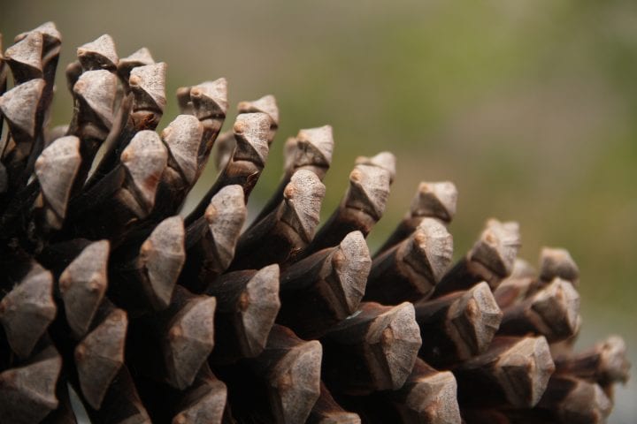 macro view of pine cone scales against a green background