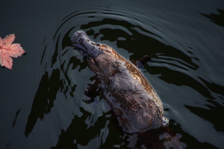 a brown playpus seen from above with a dark brown bill swims though dark water