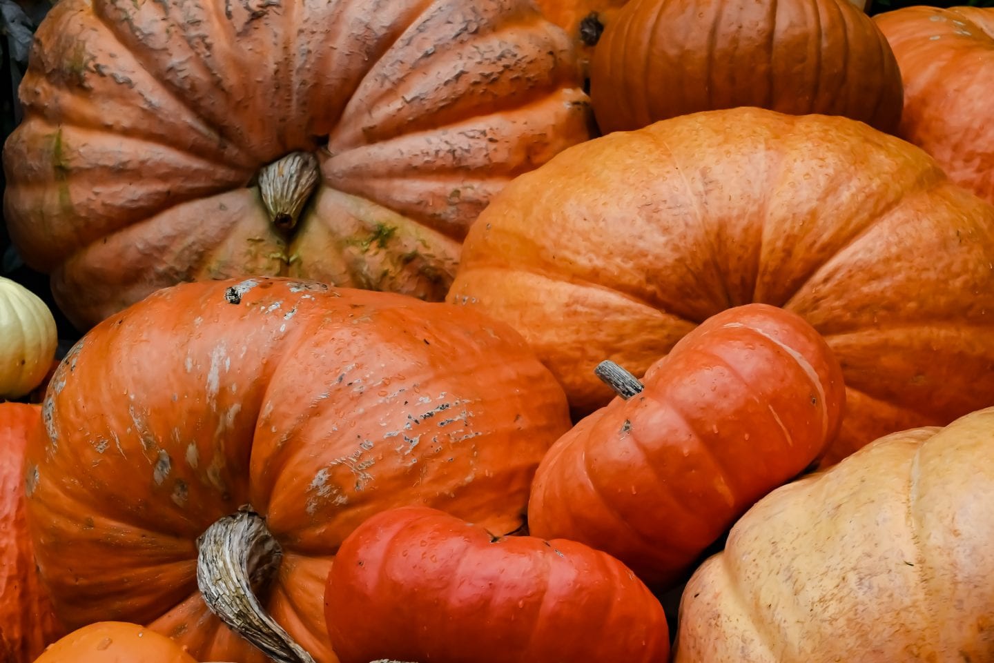overhead view of variety of orange pumpkins