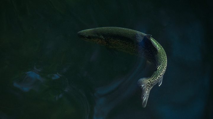 A rainbow trout swimming