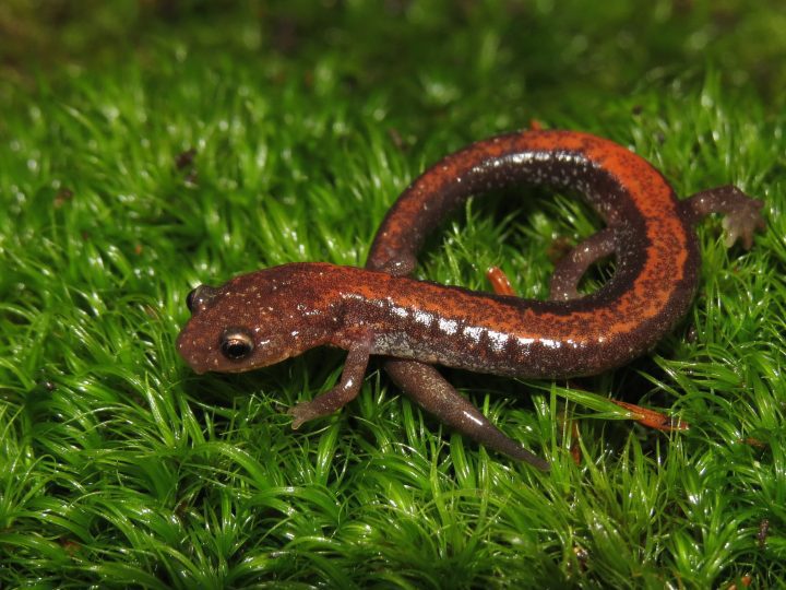 a small salamander with a brown body and red back stands on green grass