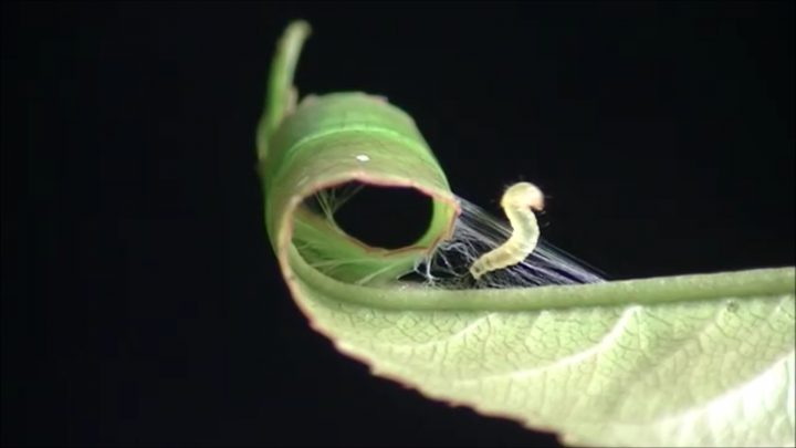 cherry leaf roller caterpillar rolling a leaf