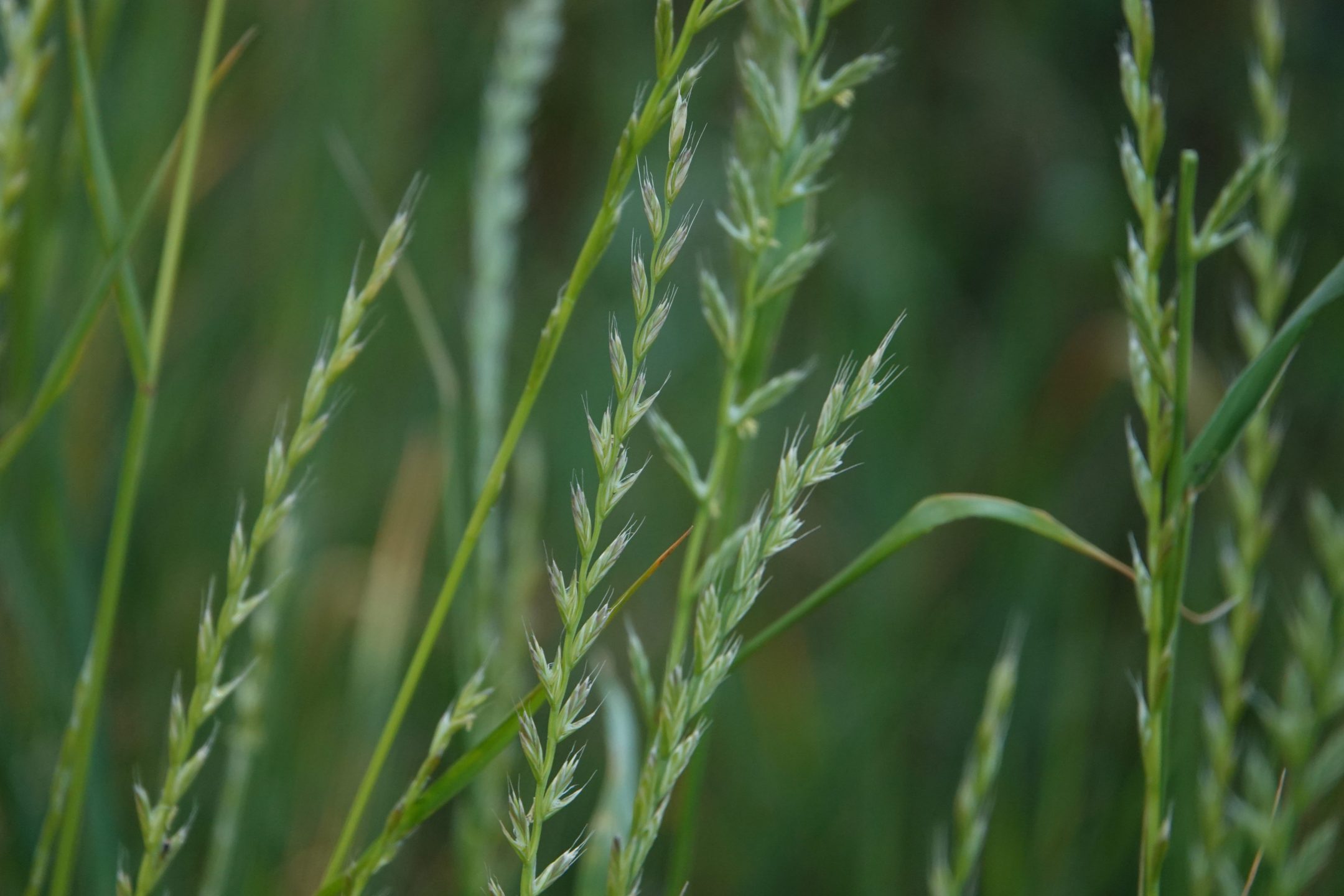 long stems of italian ryegrass in focus against a green background