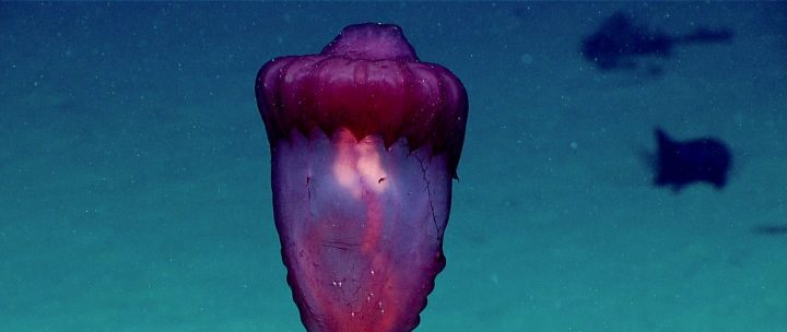 a magenta transparent sea creature floats underwater