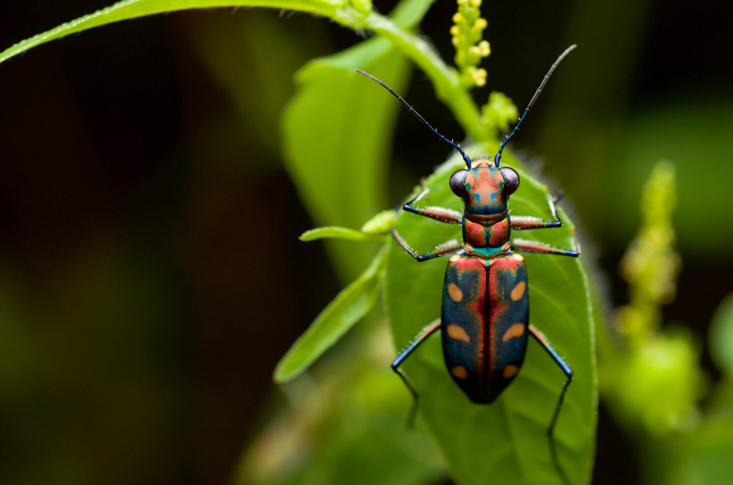 Tiger beetle on a leaf
