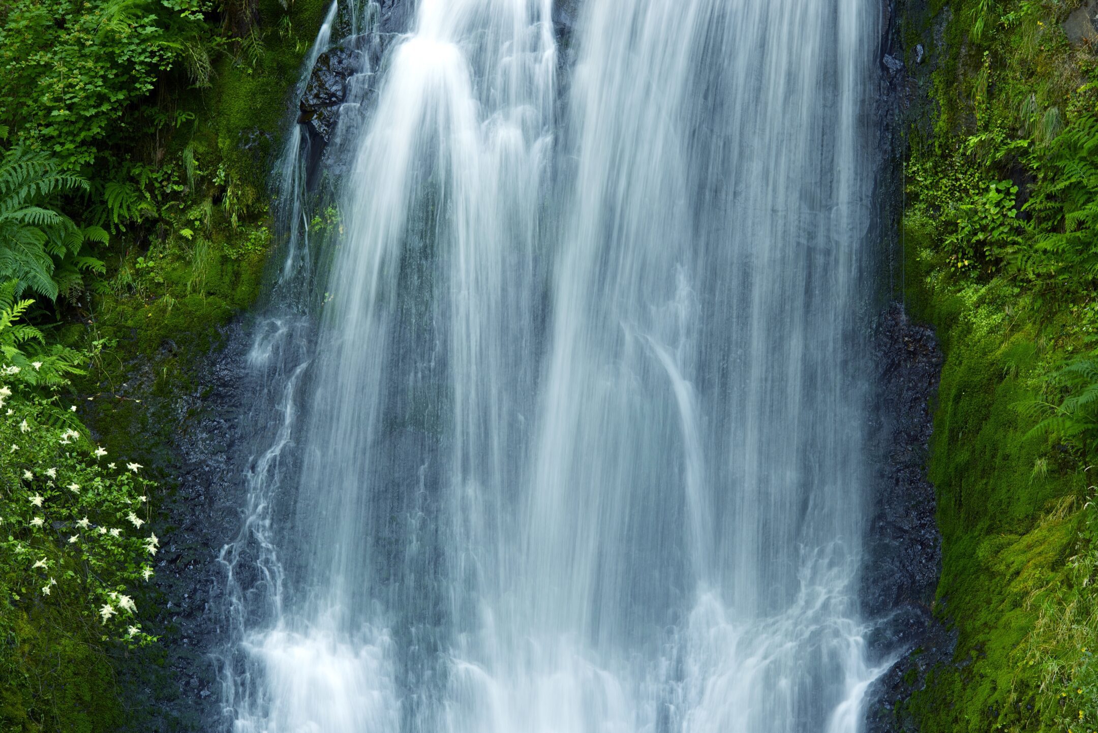 Small plants grow in the spray zone around a waterfall