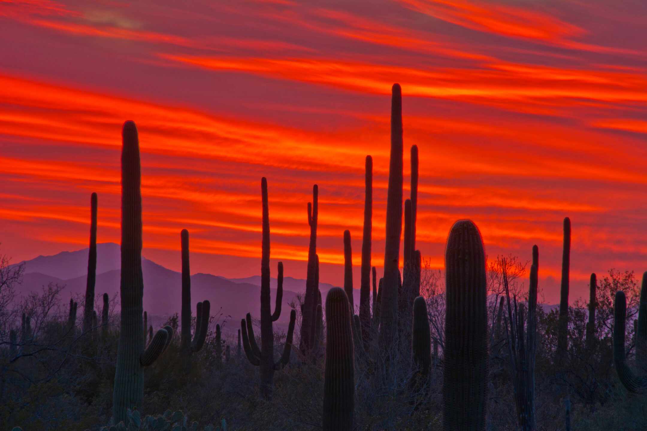 The setting sun lights up the textured underside of a blanket of clouds above the distant mountains and towering cacti of Saguaro National Park