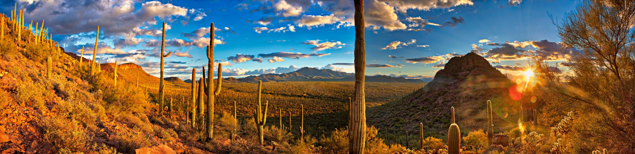 Cacti of many species speckle the hilly landscape of Saguaro National Park.