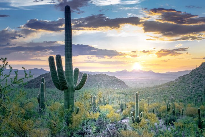 A saguaro cactus towers over a diverse abundance of cacti and other desert plants.