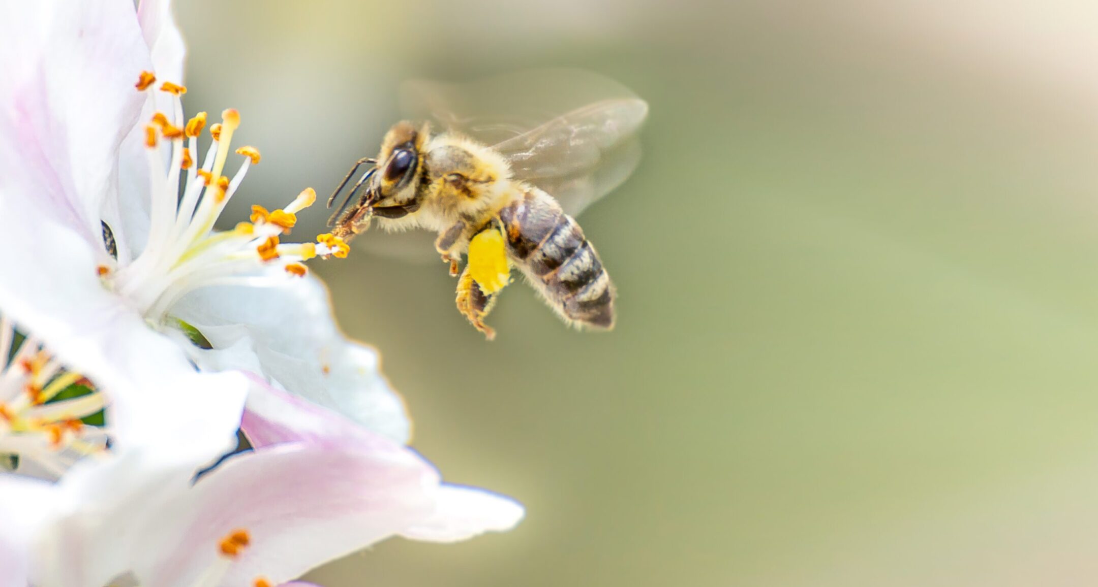 A bee hovers just above a flower, with its wings rapidly beating
