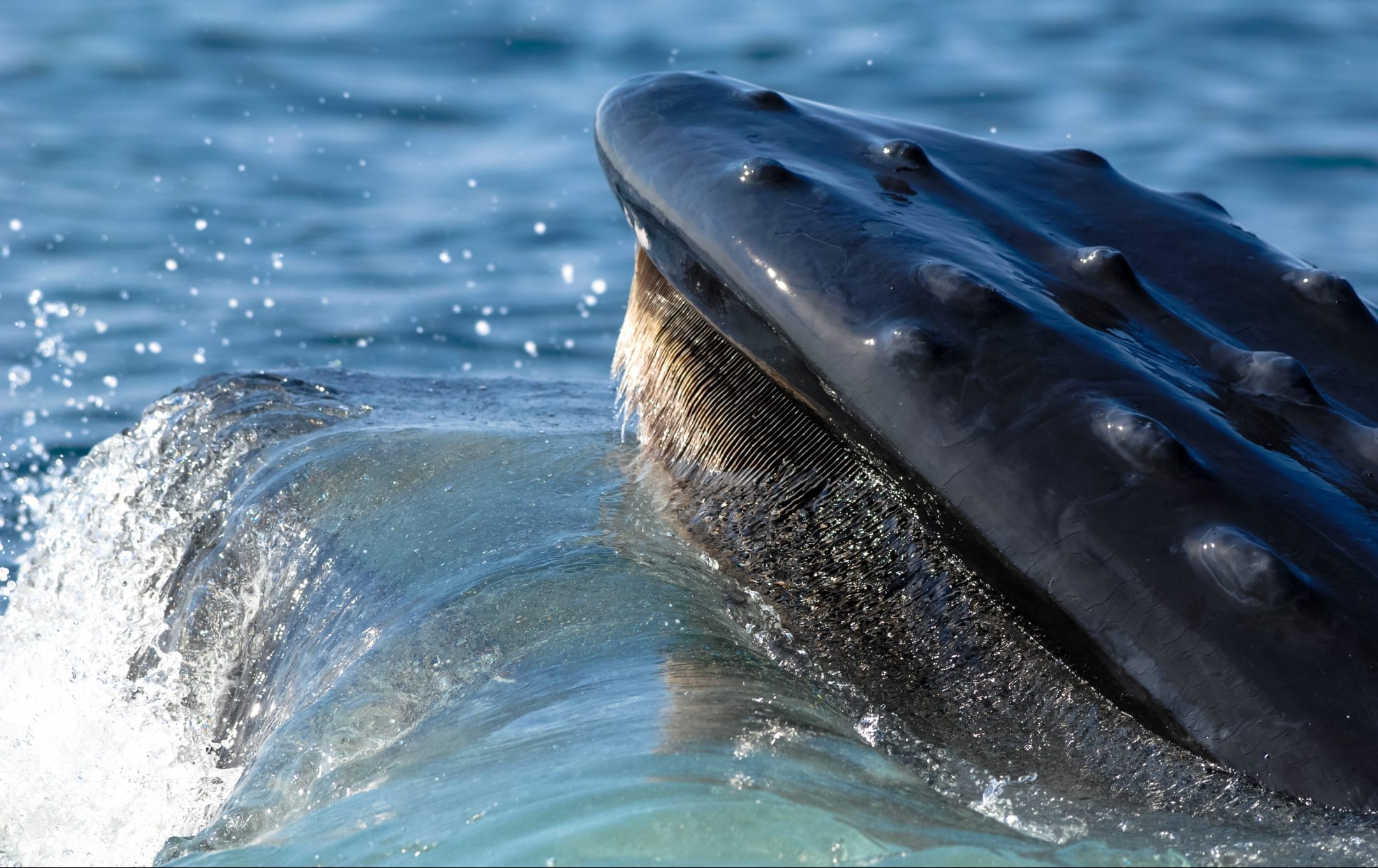 a humpback whale breaks the surface of blue water showing it's mouth