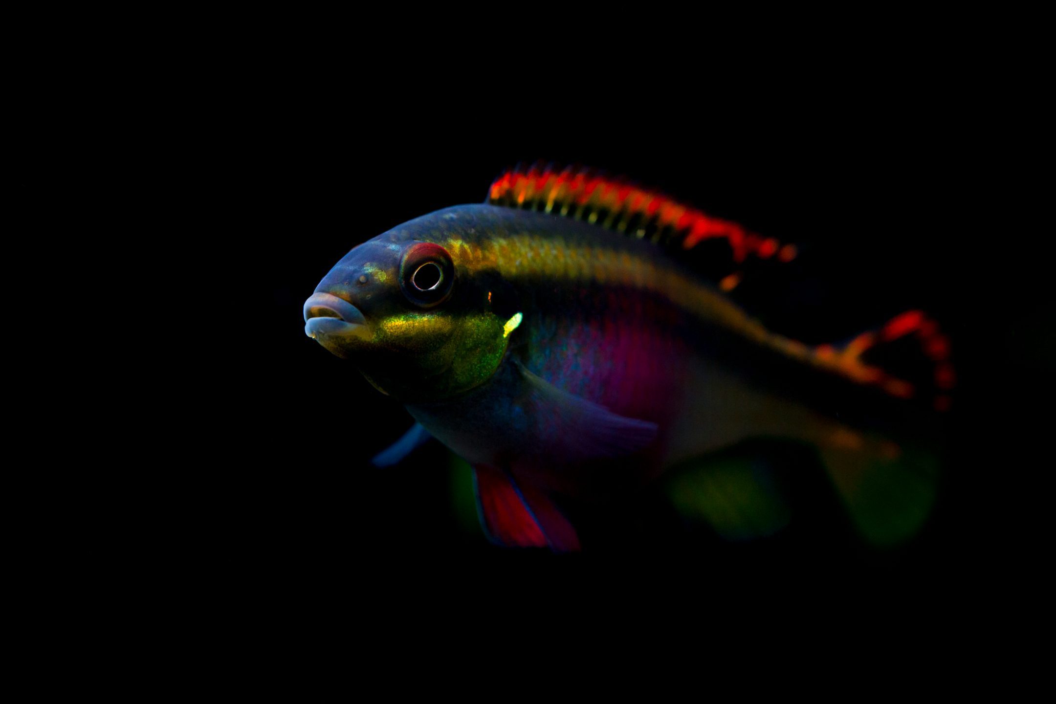 female Kribensis cichlid fish