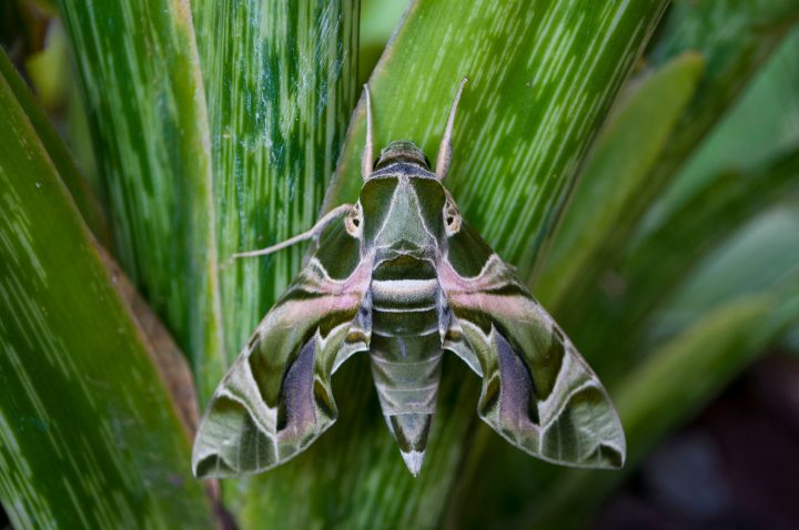 green, white and grey moth on a green plant