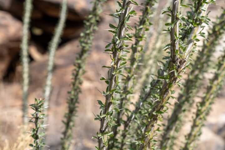 Tiny leaves adorn the entire length of the long, thin, woody stems of an ocotillo