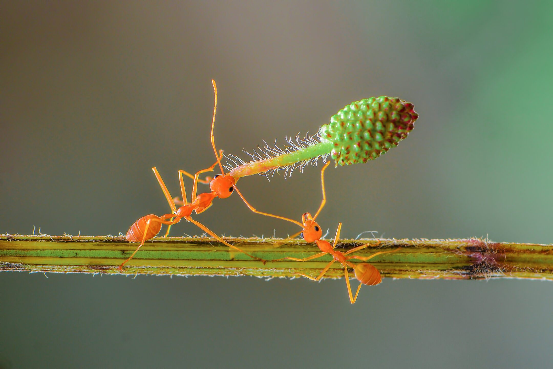 Two ants work to lift a plant piece larger than they are.