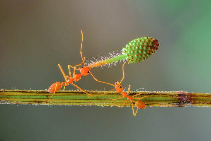 Two ants work to lift a plant piece larger than they are.