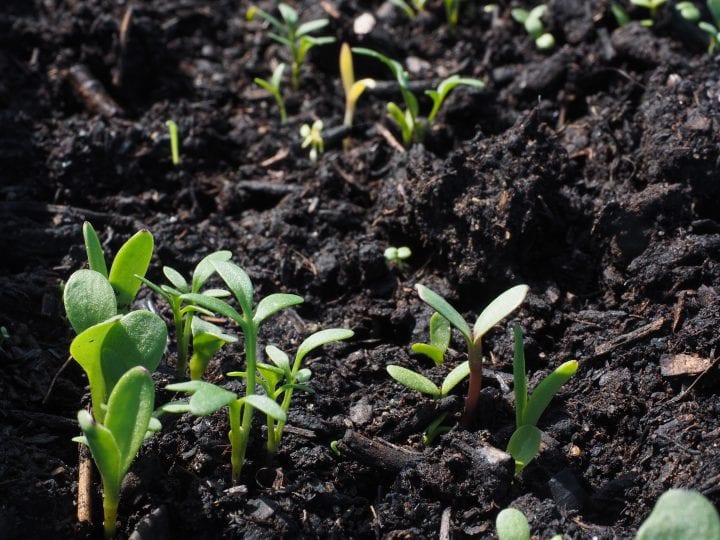small green seedlings sprout from rich dark soil
