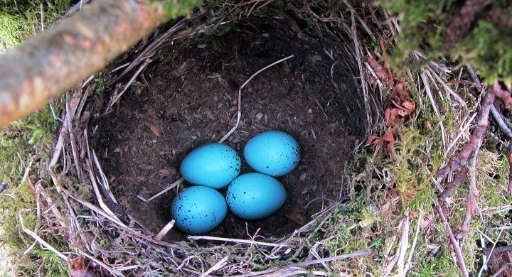 overhead view of a song thrush nest with light blue eggs