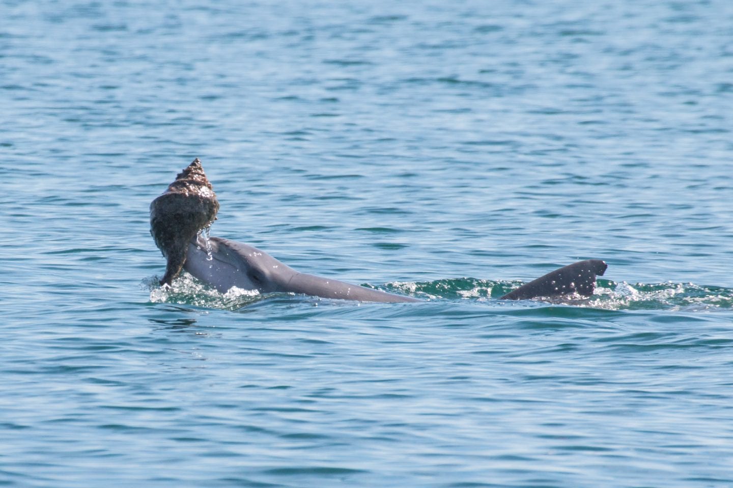 Bottlenose dolphin lifting a shell at the water's surface