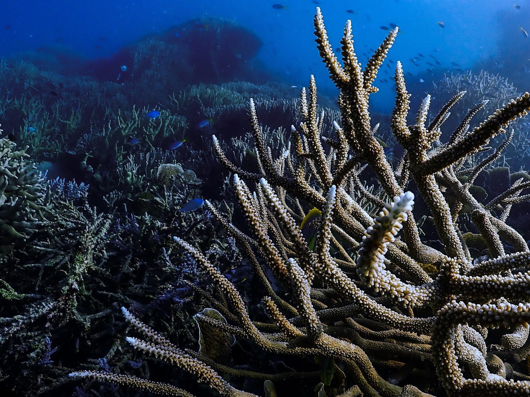 a textured, spindly coral grows from the seafloor with corals in the background with dark blue water