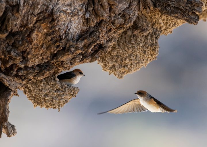 A swallow flies towards its nest made of mud