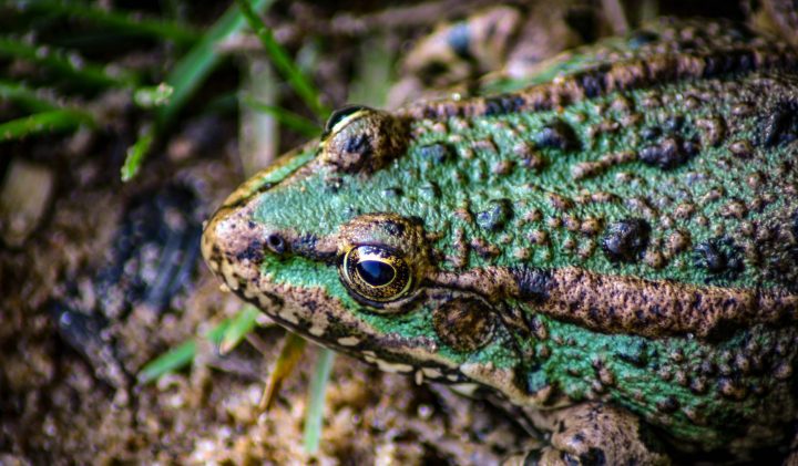 a green and black toad with textured skin is seen from above