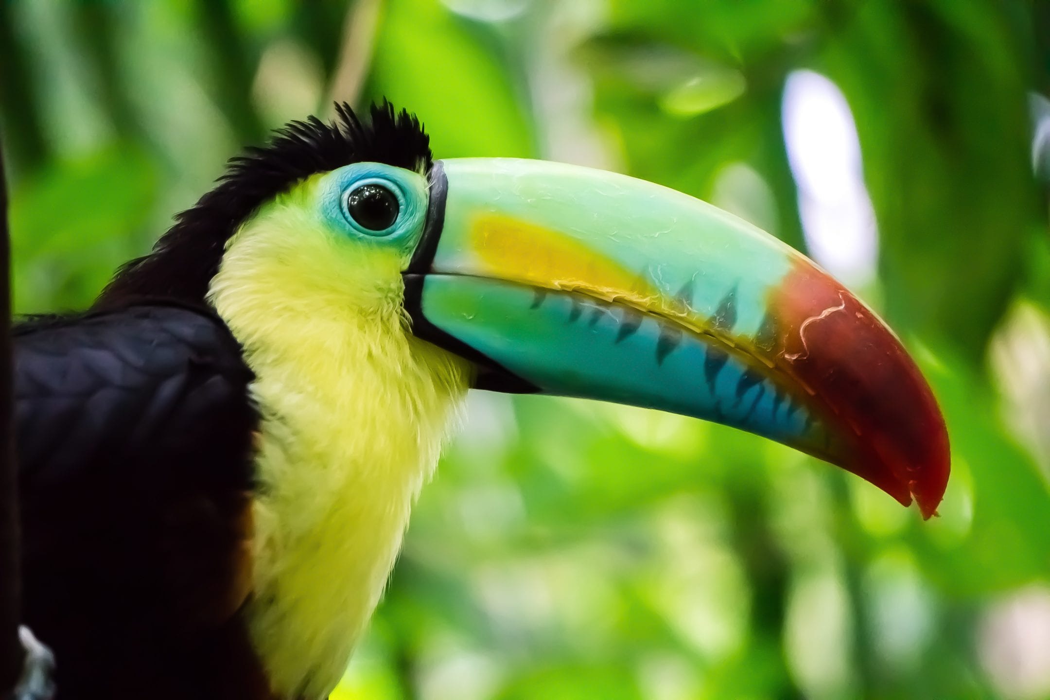 a close up of a toucan with a blue, red, and yellow beak with some scratches and markings on it