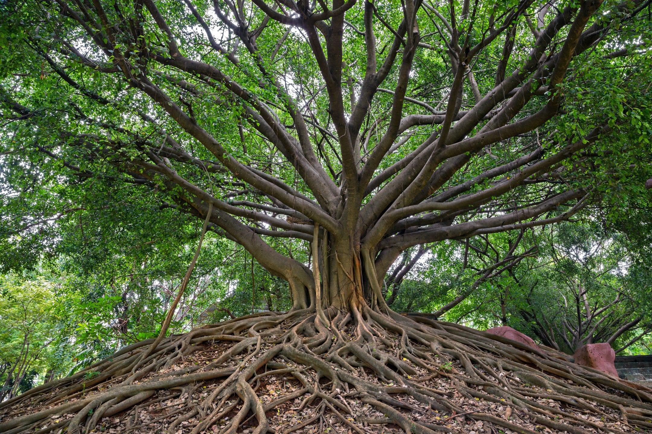 banyan tree showing extensive roots and branches