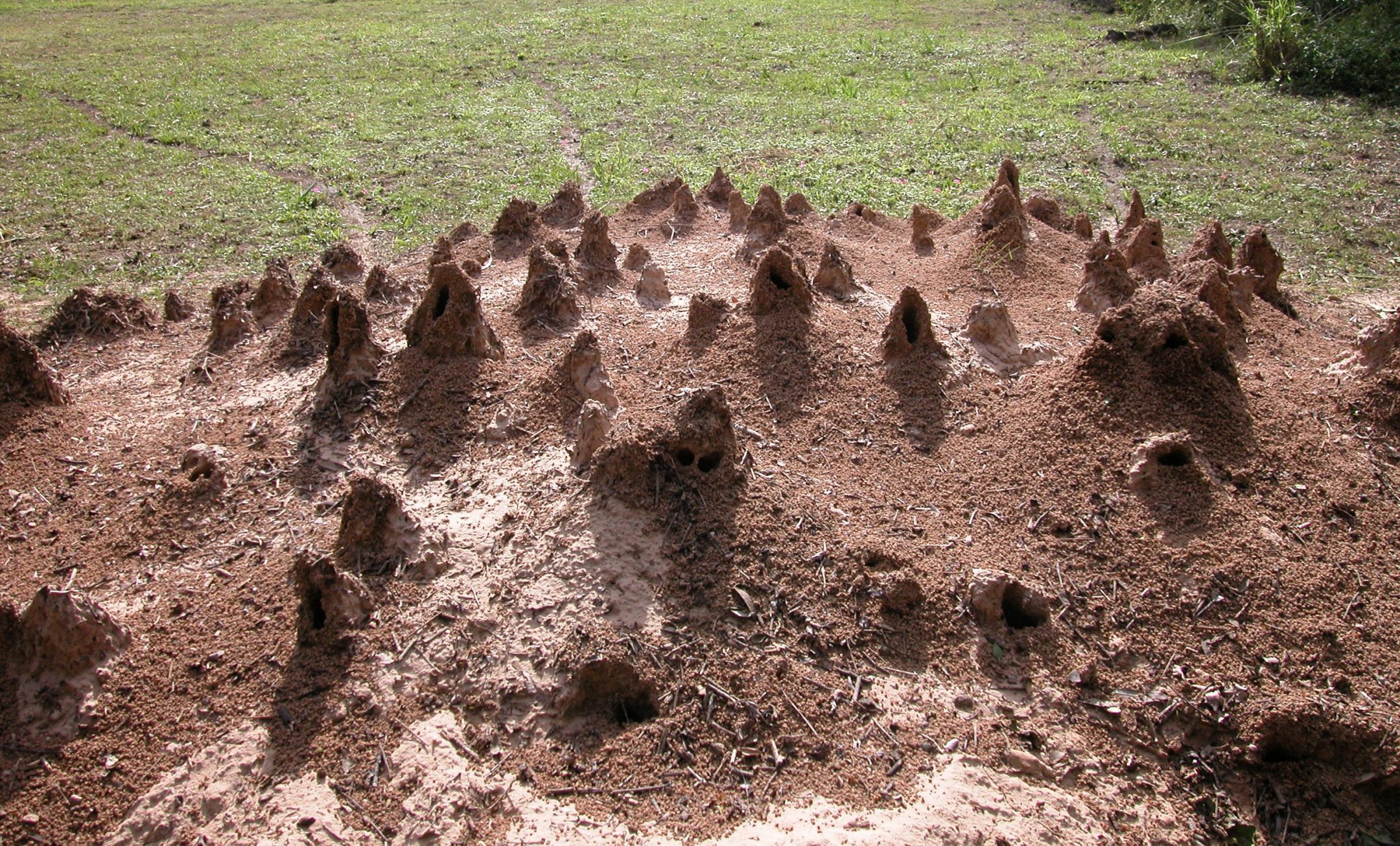 Small cones of dirt rise above the ground level