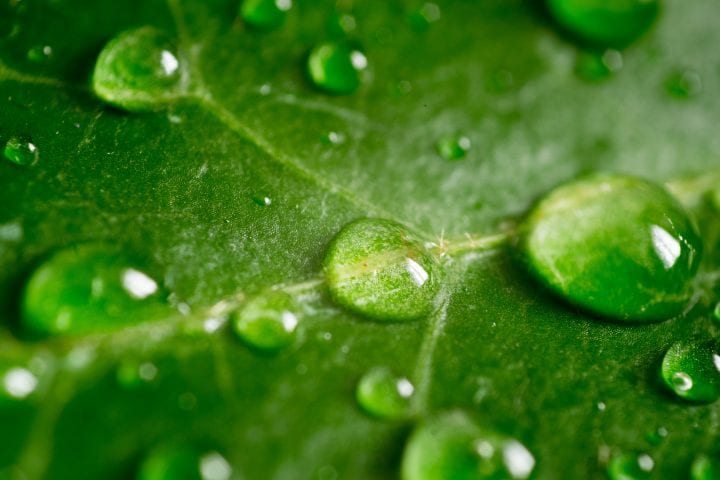 water droplets sit on top of a waxy green leaf