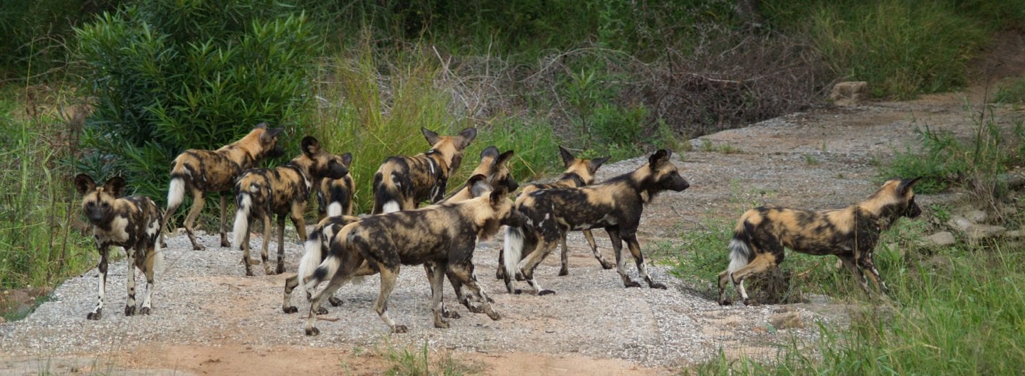 Wild dogs prepare to head out on a hunt.