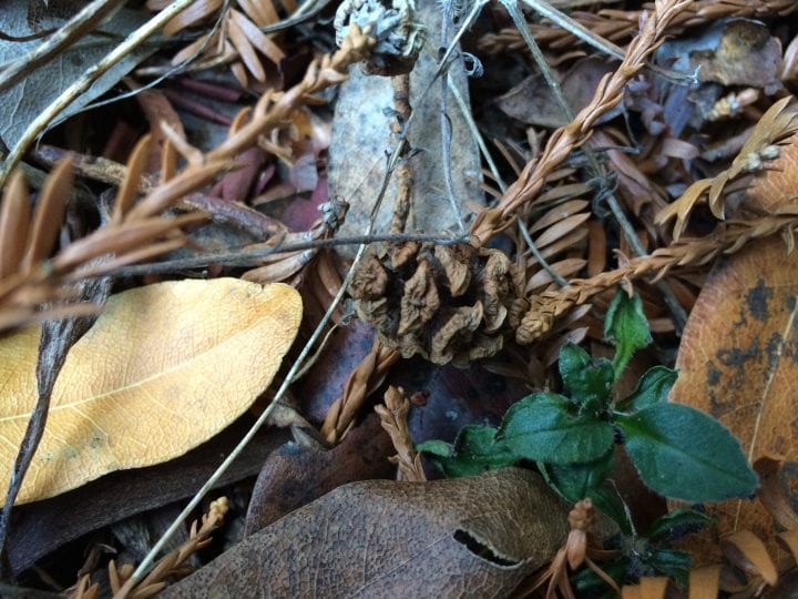 Close-up of area being observed