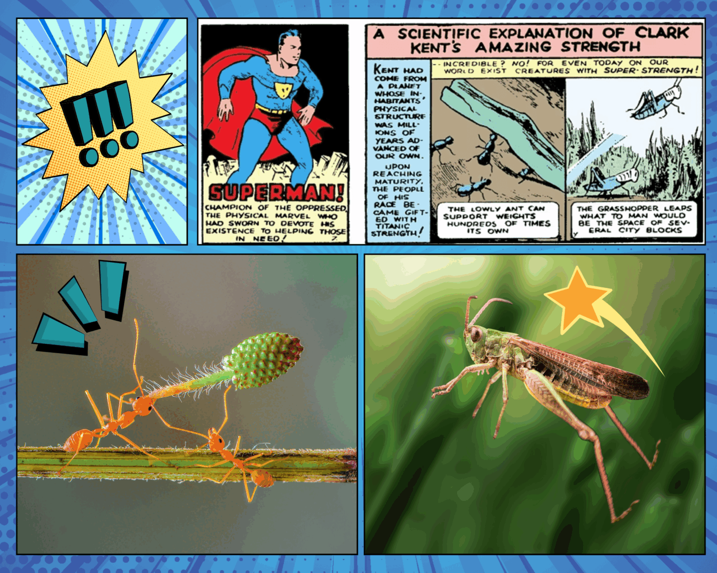 Two comic book panels from the original appearance of Superman combine with photos of ants and grasshoppers to illustrate how the hero's abilties are like those of creatures we know on Earth.