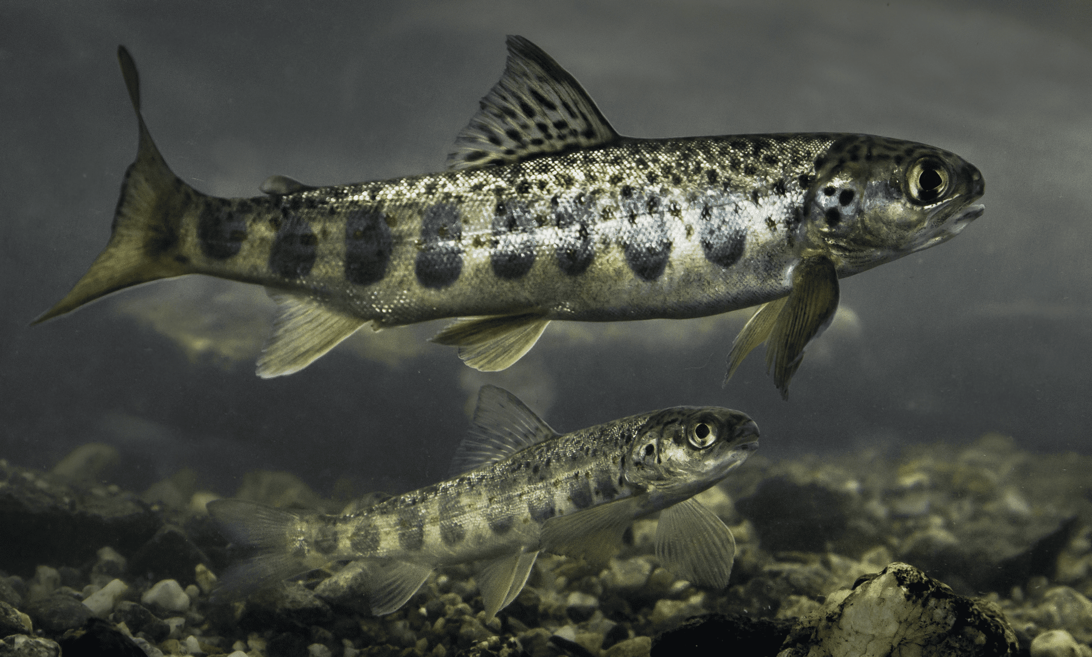 photograph of two silver, black, blue and red fish underwater