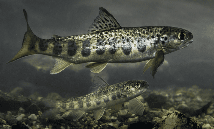 photograph of two silver, black, blue and red fish underwater