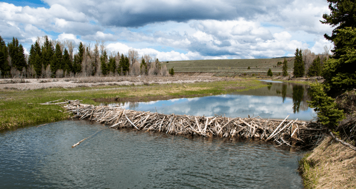 photograph of clouds above a beaver dam in a river