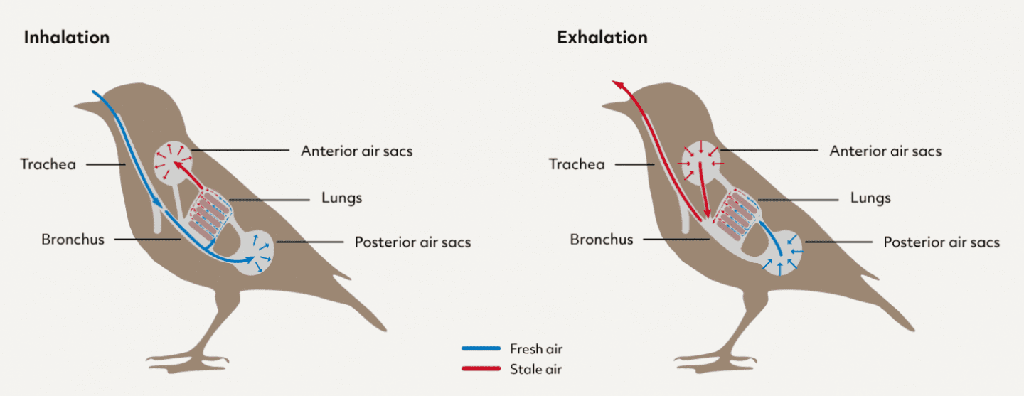digram showing the flow of air through bird lungs during inhalation and exhalation