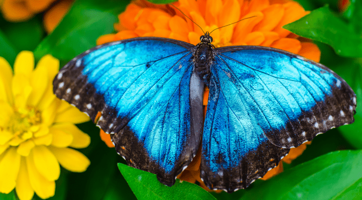 photo of blue and black butterfly on orange flower with a yellow flower to its left